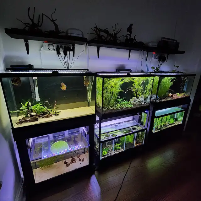 Taking in small, Unwanted Fish or Fish that Need Rehoming in Fish for Rehoming in City of Toronto - Image 4