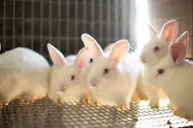 Adorable Pet Rabbits Looking for Their Forever Homes! in Small Animals for Rehoming in Moncton - Image 2