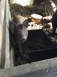 Mangalisa cross Berkshire pigs