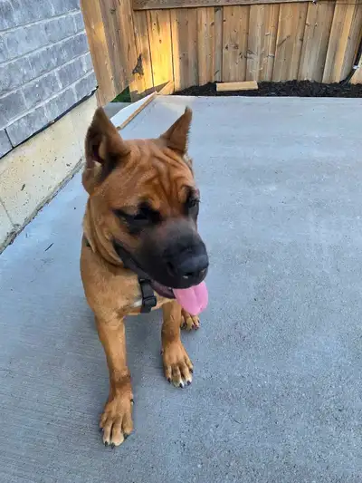 Pure bread cane corso female 14 weeks old, Ears cropped , Tail cropped, Deworming done, first and se...