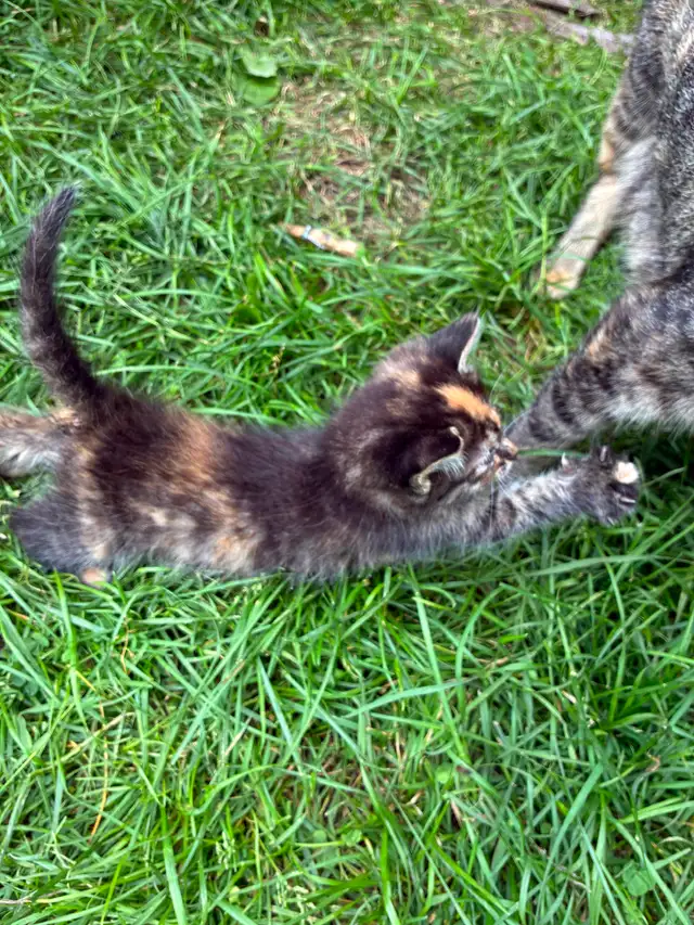 Chatons ‍⬛ | Cats & Kittens for Rehoming | West Island | Free local ...