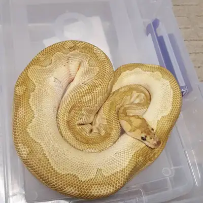 All Snakes must go, View more