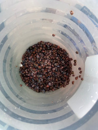 Feeder snails,  prices listed in description