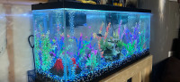 55 gallon aquarium 