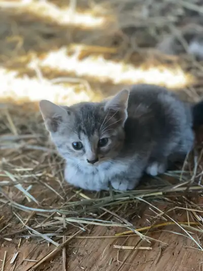 Kittens for adoption, View more