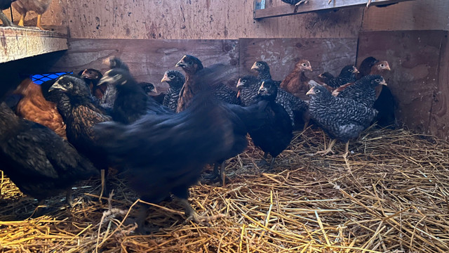 Egg Laying Hens / Baby female chicks ETOBICOKE in Livestock in Mississauga / Peel Region
