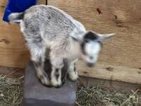 Baby Pygmy Goats- 