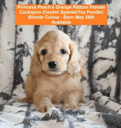 Beautiful Cockapoo Puppies-American Cocker Spaniel/Toy Poodle, View more