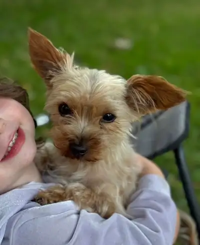 Loving yorkie, View more