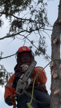 Chris's Tree Removal *Budget Friendly* - Insured - 4318099270