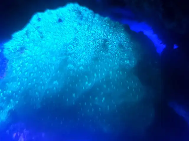 Pavona Coral frag in Fish for Rehoming in Brantford - Image 2