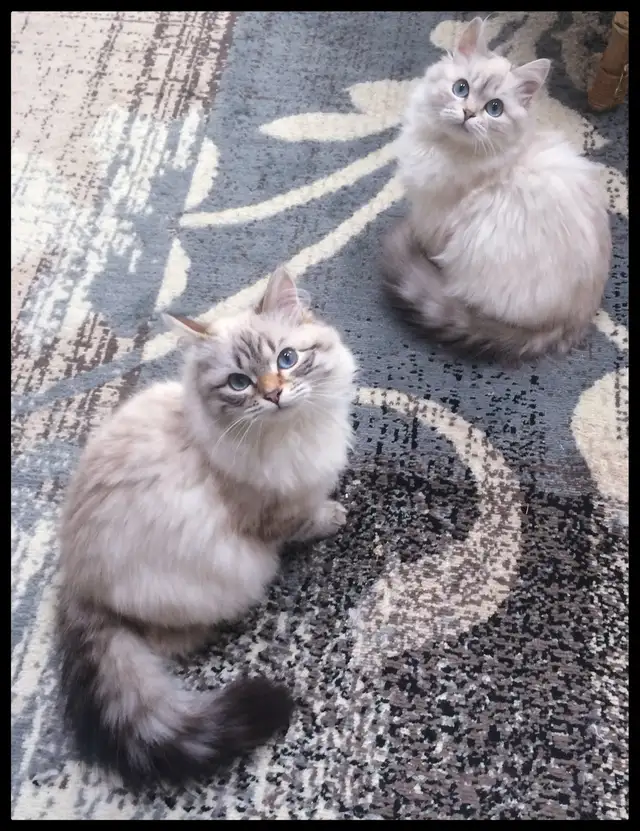 Siberian Neva Masquerade Kittens. Hypoallergenic/Low Allergen