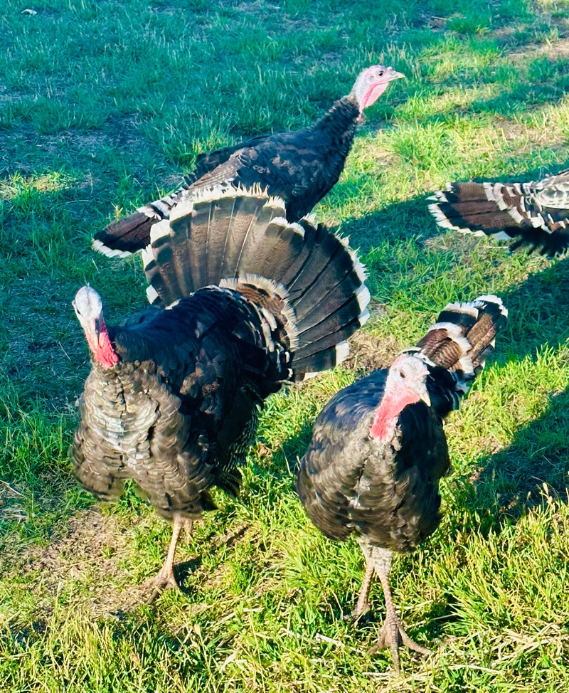 Ridley Bronze Turkey Poults for sale Other Lethbridge Kijiji