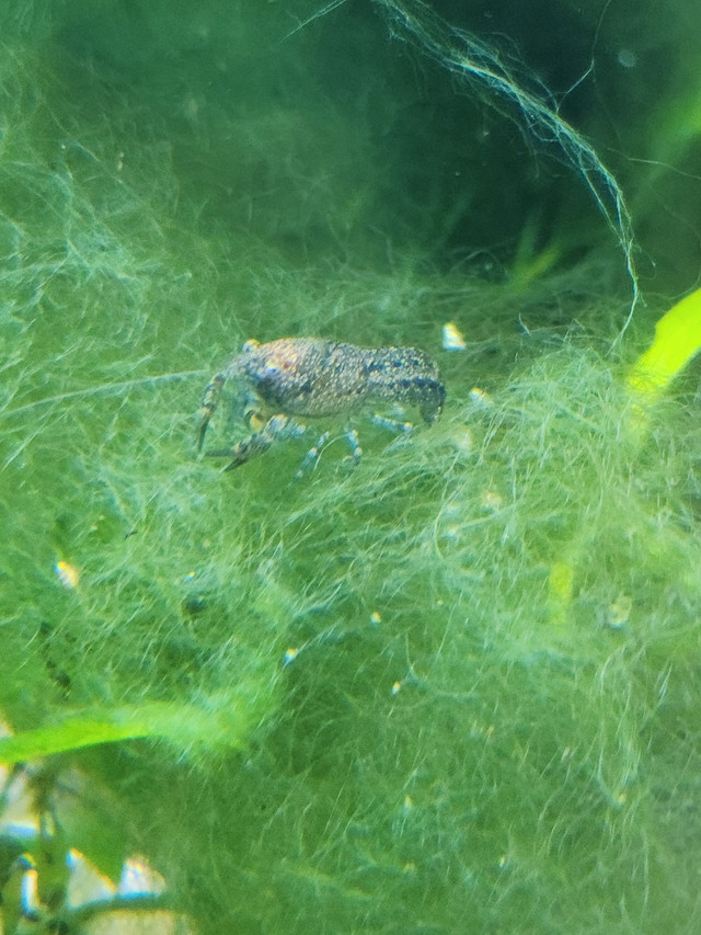 Blue Dwarf Crayfish - (Cambarellus Diminutus ecrevisse naine blu in Fish for Rehoming in Longueuil / South Shore - Image 2