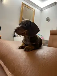 Miniature Dachshund Puppies 