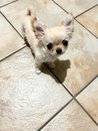 Chihuahua à vendre 