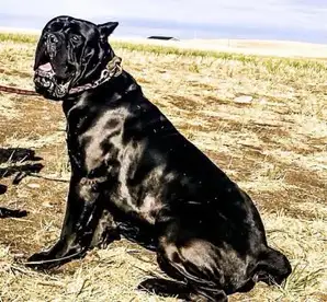 Boerso  cane corso boerboel  in Dogs & Puppies for Rehoming in Lethbridge - Image 7
