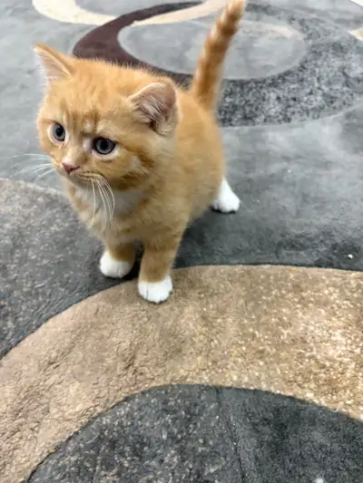 Kitten for Sale, View more