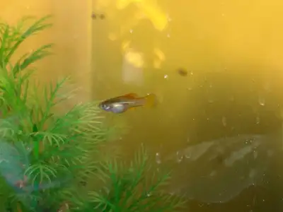 Neon swordtail babies, View more