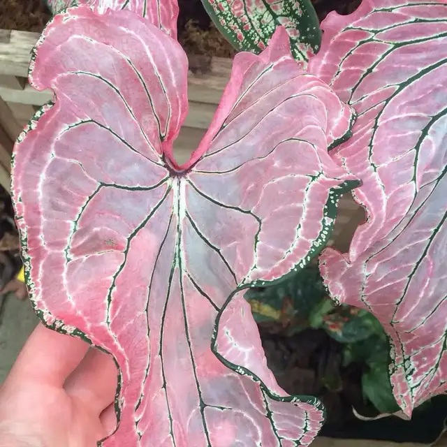 pink princess synphony caladium bulbs62864746074115121