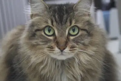 Cat for rehome, View more