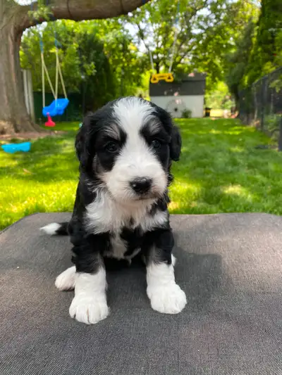 Bernedoodle Puppies, View more