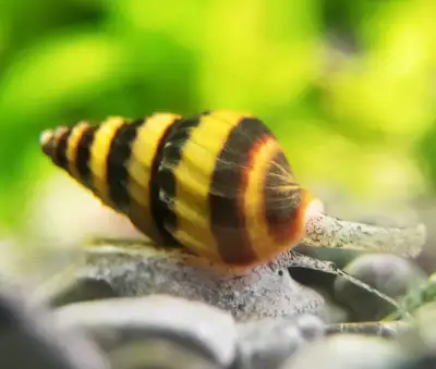 Assassin Snails For Sale, View more