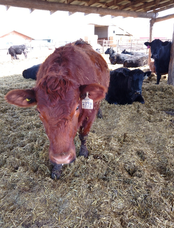 Bred Hamco Angus Heifers in Livestock in Portage la Prairie - Image 2
