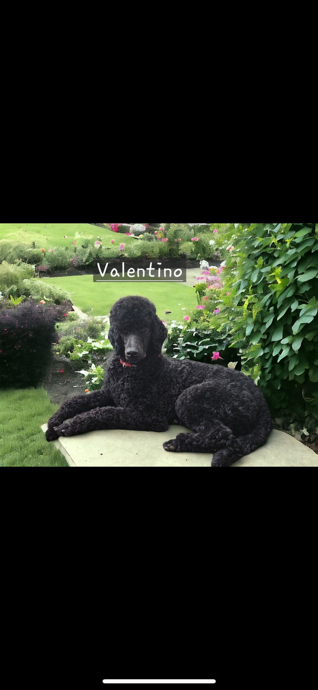 PUREBREAD STANDARD  POODLE PUPPIES in Dogs & Puppies for Rehoming in Calgary - Image 3