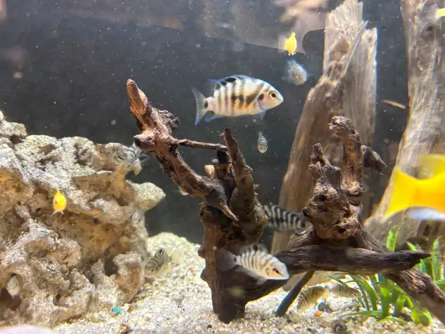 CICHLIDS FISH FOR SALE Aquarium Rocks - Pickering  in Fish for Rehoming in City of Toronto - Image 4