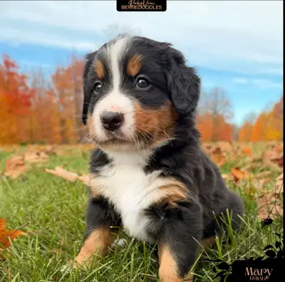 Bernese Mountain Dog Puppies - AKC Registered Parents!, View more