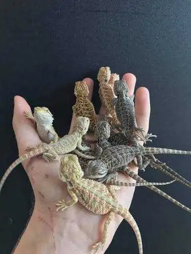 Looking For Bearded Dragon, View more
