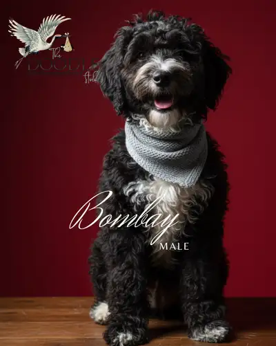 Adorable Mini Bernedoodle available!, View more