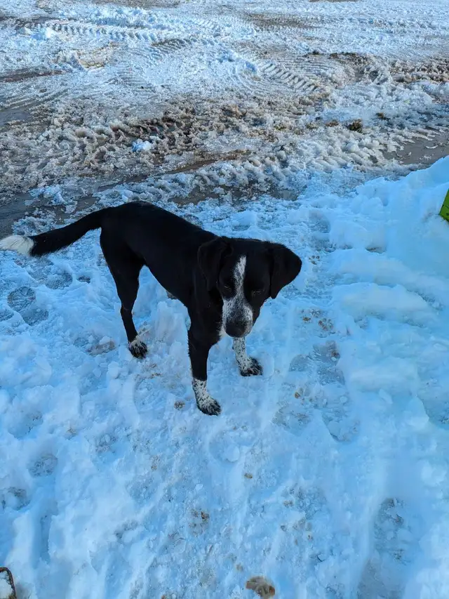 friendly Dog in Dogs & Puppies for Rehoming in Owen Sound - Image 2