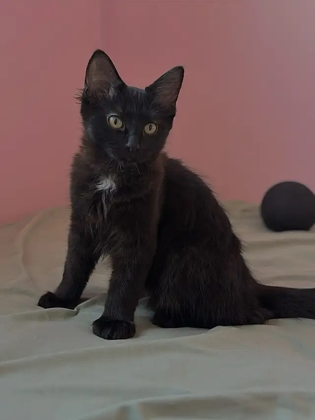 Maine Coon Cross (Polydactyl)