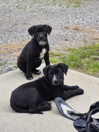 READY TO GO Lab Mix Pups, View more