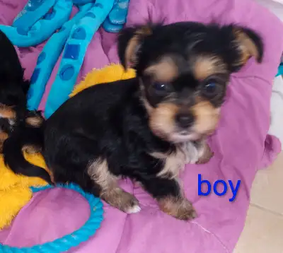 Last Yorkie Pup $1000 this weekend, View more