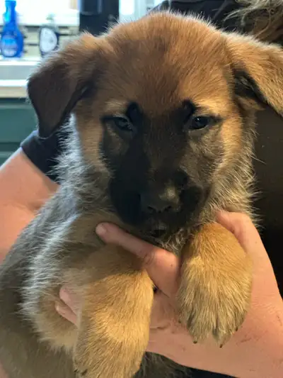8 Week Old Belgian Malinois x German Shepherd, View more