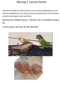 I lost these two birds. I ask anyone who finds them or knows whe