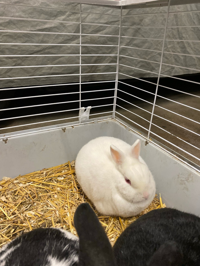 neutered Male bunny in Small Animals for Rehoming in Woodstock - Image 3