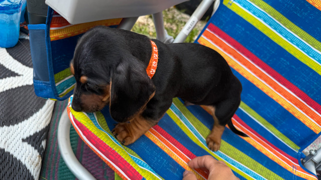 mini dachshund in Dogs & Puppies for Rehoming in Winnipeg - Image 4