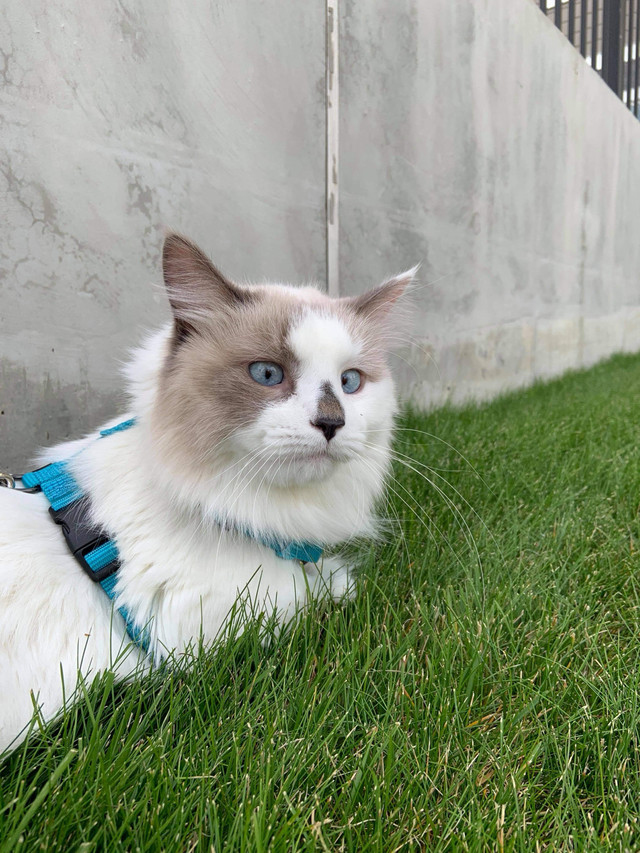 MALE RAGDOLL in Cats & Kittens for Rehoming in Calgary - Image 2