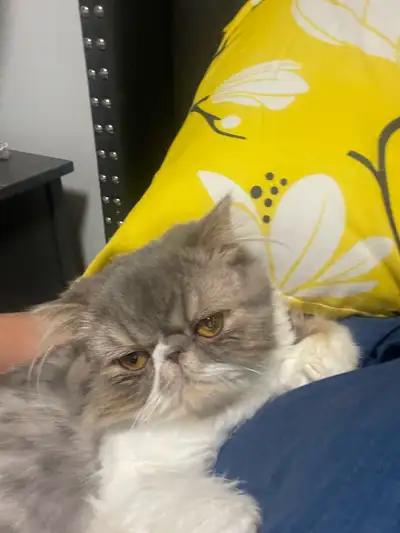Extreme flat face Persian cats, View more