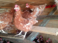 12 month old laying hens