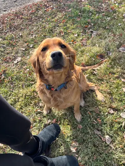Female Golden Retriever, View more