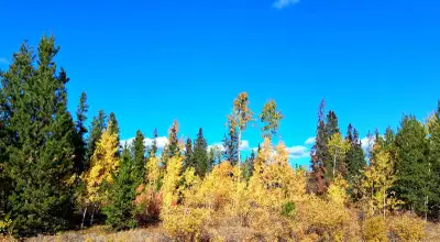 Shorkie boy, View more