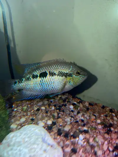 Fish for trade , View more