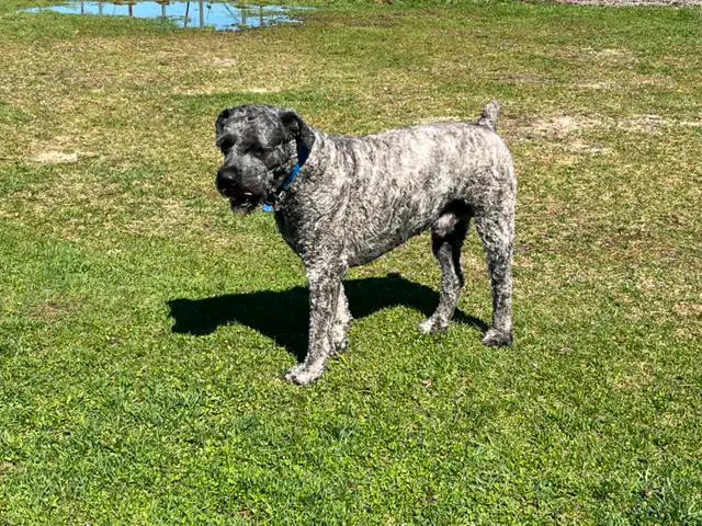 Chiots Bouvier des Flandres in Dogs & Puppies for Rehoming in Drummondville - Image 11