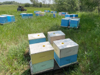 Live bees