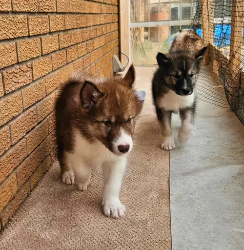 Ready to go: Gorgeous and playful northern dogs called Canadian Eskimo Dogs, one of the oldest dogs...